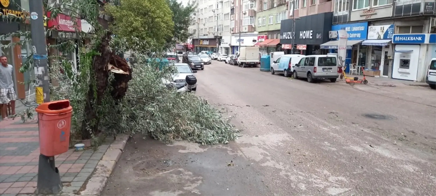 Balıkesir’de Fırtına Ağaçları Devrildi